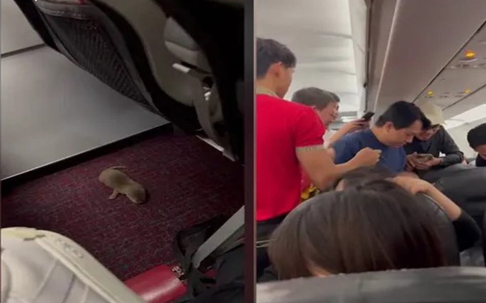 "Mid-Flight Chaos: Passenger Smuggles Rat and Otter in Carry-On Luggage, Triggering In-Flight Animal Escape" "Mid-Flight Chaos: Passenger Smuggles Rat and Otter in Carry-On Luggage, Triggering In-Flight Animal Escape"