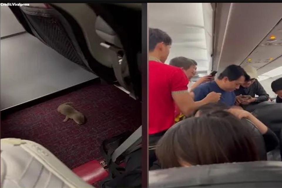 "Mid-Flight Chaos: Passenger Smuggles Rat and Otter in Carry-On Luggage, Triggering In-Flight Animal Escape" "Mid-Flight Chaos: Passenger Smuggles Rat and Otter in Carry-On Luggage, Triggering In-Flight Animal Escape"