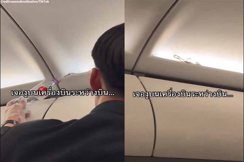 Passengers Horrified as Live Snake Discovered on AirAsia Flight