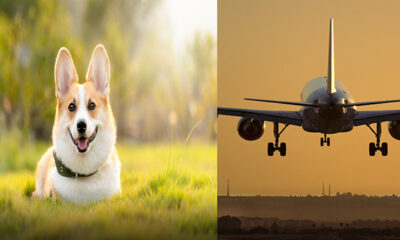 This Airline Says No Pets in the Cabin