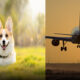 This Airline Says No Pets in the Cabin