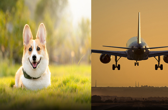 This Airline Says No Pets in the Cabin
