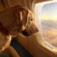 World's First Canine Airline, BARK Air, Takes Off First Flight