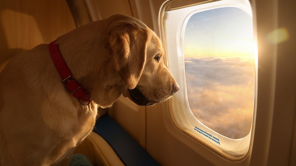 World's First Canine Airline, BARK Air, Takes Off First Flight